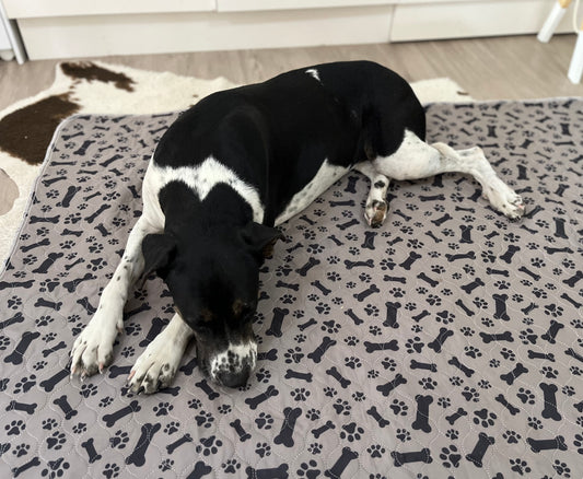 Sunny Puppy XX Large 180x180cm Reusable Dog Mats NEW PRINTS