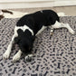 Sunny Puppy 118x118cm Reusable Dog Mats